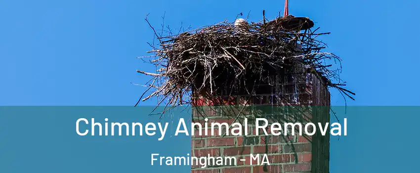 Chimney Animal Removal Framingham - MA