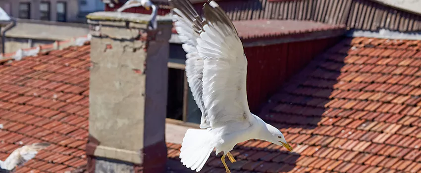 Residential Chimney Animal Removal Solution in Framingham, MA
